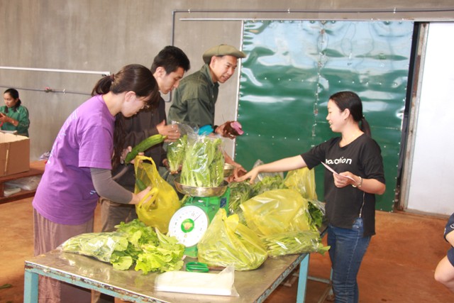 Các kỹ sư kiểm tra, phân loại rau tại kho sơ chế, chế biến của trang trại.