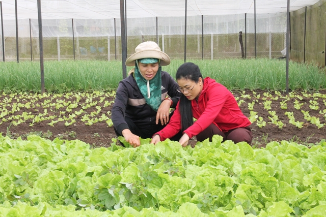 Mô hình rau an toàn ở thôn Mới, xã Hòa Hiệp (huyện Cư Kuin).