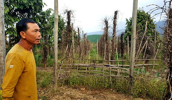      Vườn hồ tiêu hàng nghìn trụ của gia đình ông Đỗ Văn Hoành (thôn 1) bị bệnh chết hàng loạt. 