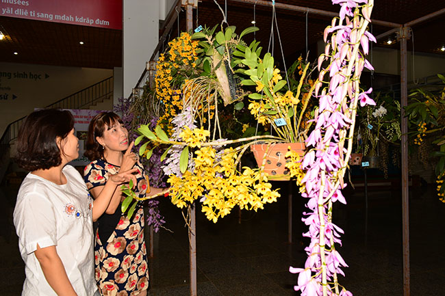 Du khách thưởng lãm vẻ đẹp của các loại hoa tại hội thi. 