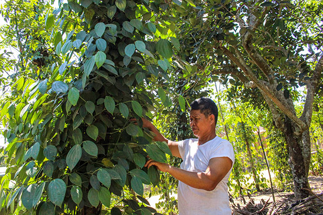 Nhờ  nguồn vốn người thân  đi xuất khẩu lao động  gửi về,  ông Nguyễn Văn Sang  ở thôn 1B,  xã Cư Êwi  có điều kiện đầu tư  phát triển kinh tế.