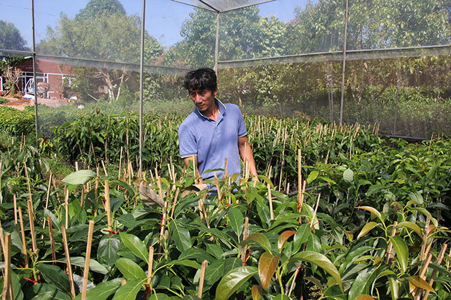 Một mô hình phát triển kinh tế tại thôn Tri C1, xã Dliê Yang, dưới chân quả đổi Cẩm Gà lịch sử năm xưa.