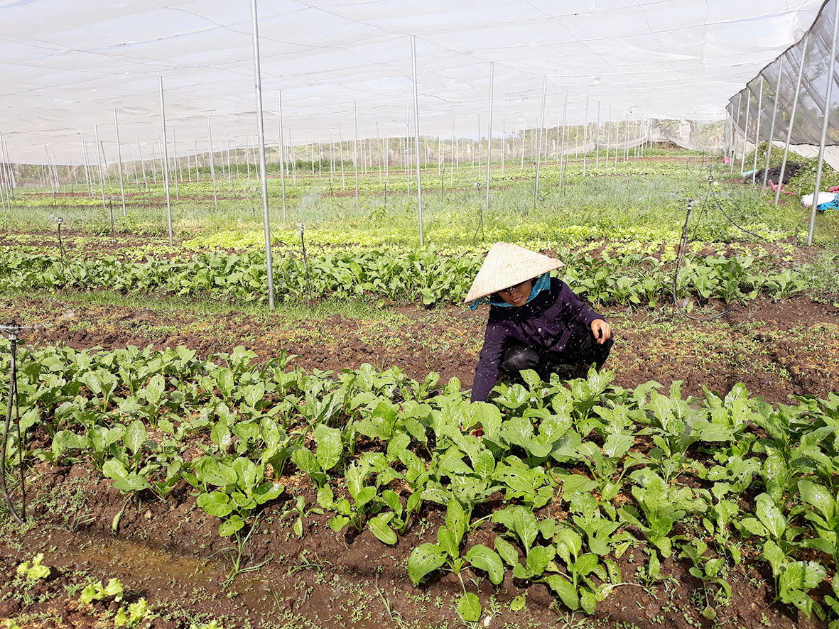Vườn rau của gia đình chị Nguyễn Thị Quý ở thôn Hòa Phú (xã Ea Nuôl, huyện Buôn Đôn).