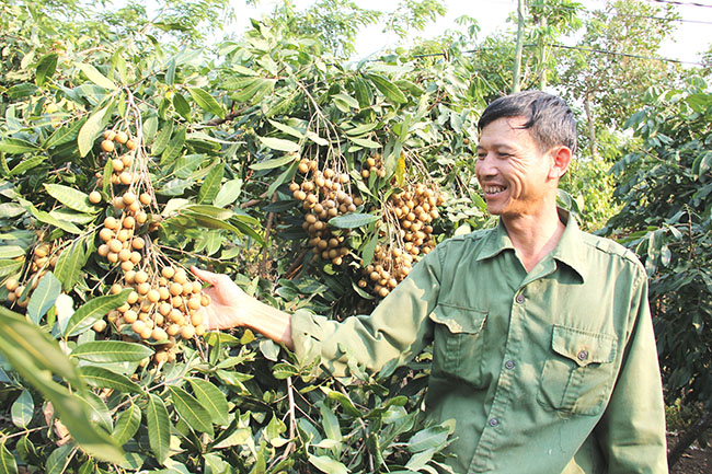 Vườn nhãn của hộ anh Lê Đăng Bình (thôn 6, xã Ea Hu).