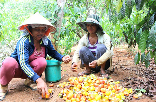 Người trồng điều phấn khởi khi giá tăng cao.
