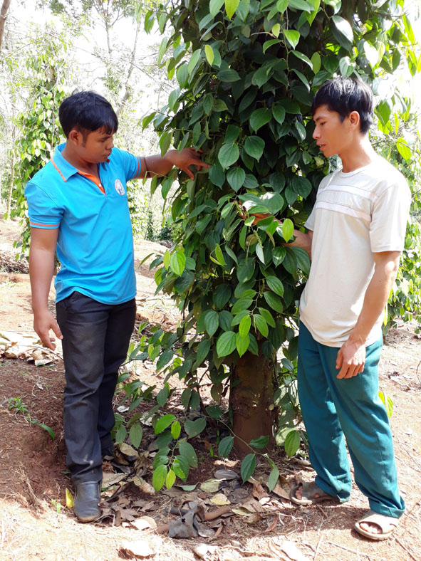 Anh Y Hlý Niê Kdăm  (bìa trái)  tham quan  mô hình  kinh tế  của đoàn viên, thanh niên   xã Cư Pơng. 