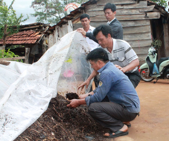 Nông dân xã Ea Kpam, huyện Cư M’gar ứng dụng men ủ vi sinh để xử lý phế phẩm trong nông nghiệp. 