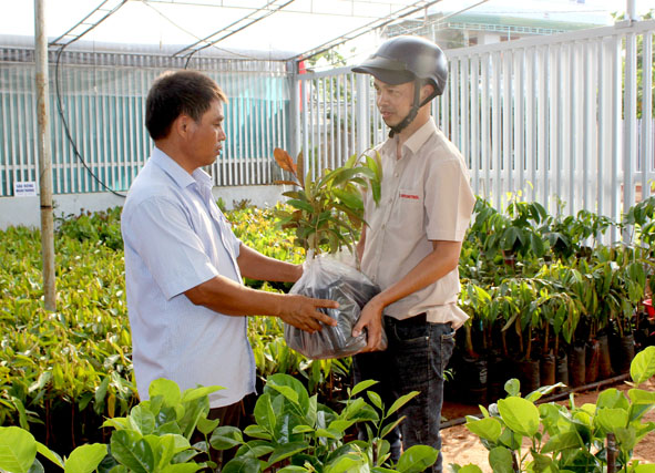 Một người dân mua giống sầu riêng.