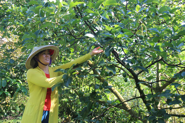 Vườn bơ được mùa của chị Nguyễn Thị Thu (xã Ea Kpam, huyện Cư M’gar). 