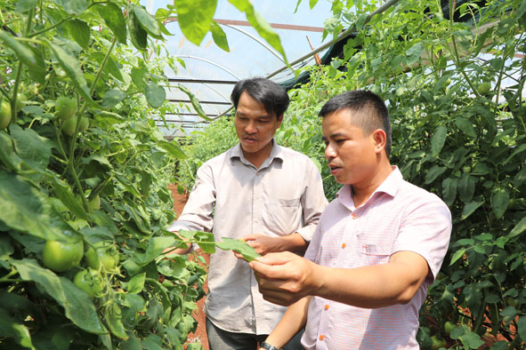 Mô hình  trồng rau  trong nhà lồng  của HTX  Nông nghiệp dịch vụ Bình An (huyện Ea H'leo).  