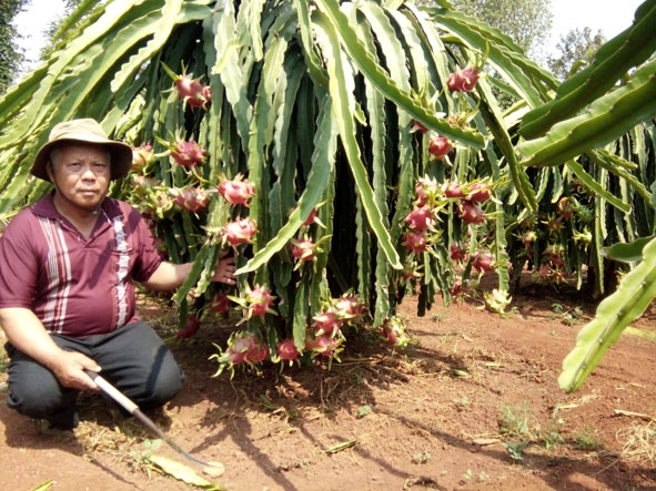 Vườn thanh long của một hộ dân tại xã Cư Êbur (TP. Buôn Ma Thuột) đạt năng suất cao hơn hẳn nhờ kích điện ra hoa trái vụ.
