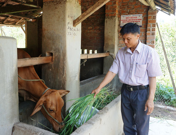 Mô hình giống bò lai của gia đình ông Lê Văn Nhép.   