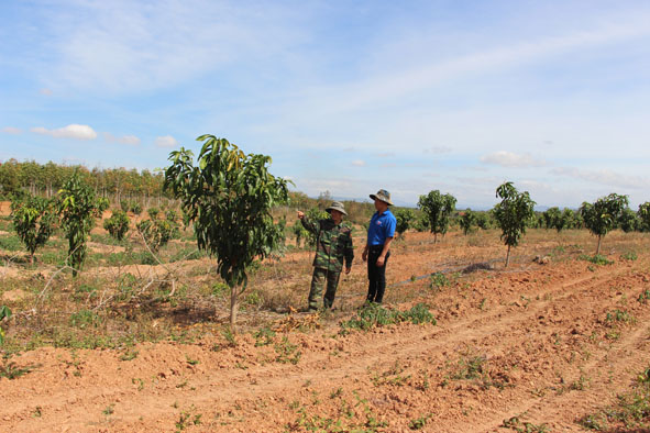 Mô hình trồng xoài của gia đình anh Vũ Thế Bằng.