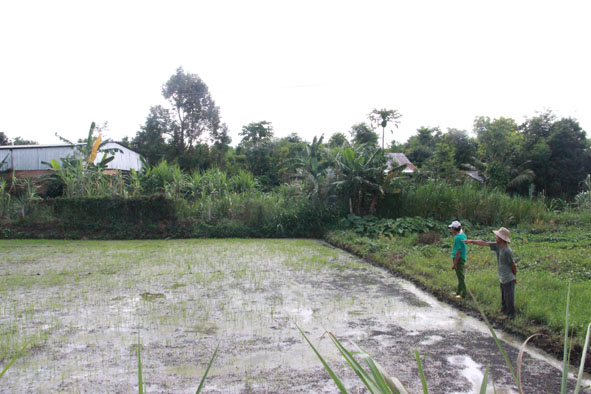 Phần diện tích đất trồng lúa nằm phía sau trang trại chăn nuôi heo không cho ra bông.