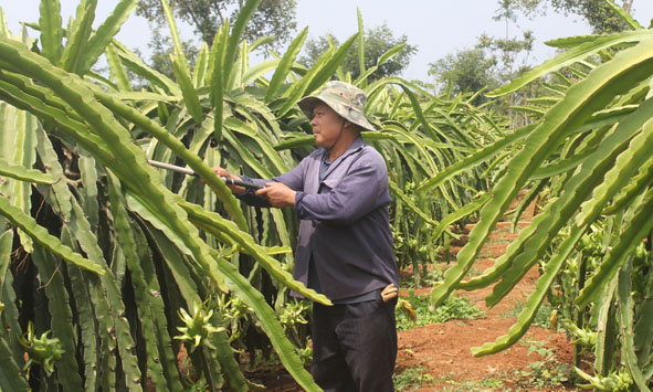 Vườn thanh long của gia đình ông Mai Sỹ Ánh (xã Cư Êbur, TP. Buôn Ma Thuột).