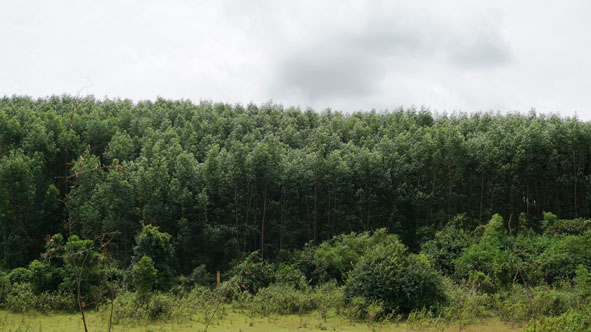 Rừng keo xanh mướt do người dân buôn Đắk Tuôr, xã Cư Pui liên kết trồng mới với Công ty TNHH MTV Lâm nghiệp Krông Bông.