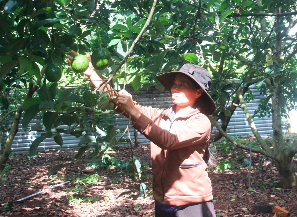 Một vườn bơ booth của nông dân Cư M’gar chỉ lác đác vài quả trên cành.