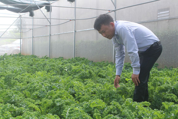 Vườn cải xoăn kale của anh Nguyễn Đức Thuận.