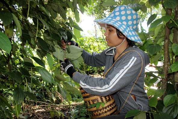 Người dân xã Cuôr Đăng, huyện Cư M’gar thu hoạch tiêu trái vụ.
