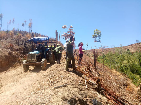 Người dân vận chuyển cây trồng đến khu vực rừng thuộc Phân trường 3 Công ty TNHH MTV Lâm nghiệp M’Đrắk.