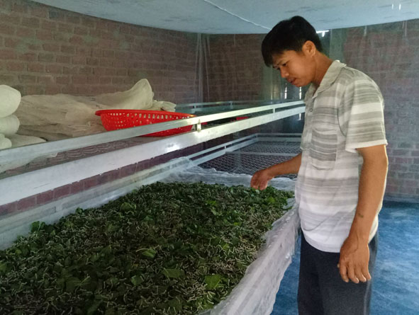 Anh Dương Văn Thiện kiểm tra tằm ăn.