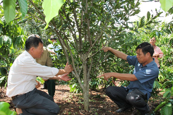 Vườn cây mắc ca của HTX Nông nghiệp mắc ca Tân Định (huyện Krông Năng).