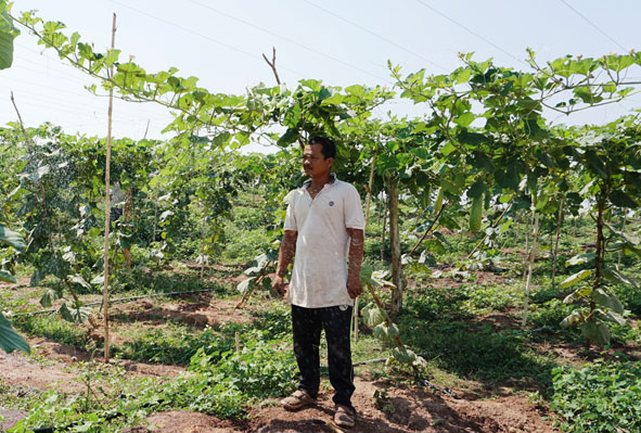 Mô hình trồng bầu, bí của gia đình ông Nguyễn Duy Phóng ở thôn 1, xã Ea Huar, huyện Buôn Đôn.
