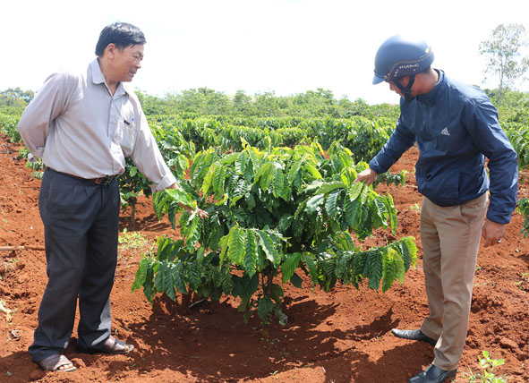 Mô hình tái canh cây cà phê tại buôn Kplang do Hội Nông dân xã Tân Tiến triển khai.