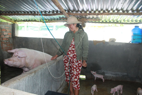 Chị H’Um Byă (buôn Ktluôt) bên đàn heo mới sinh lứa đầu tiên.