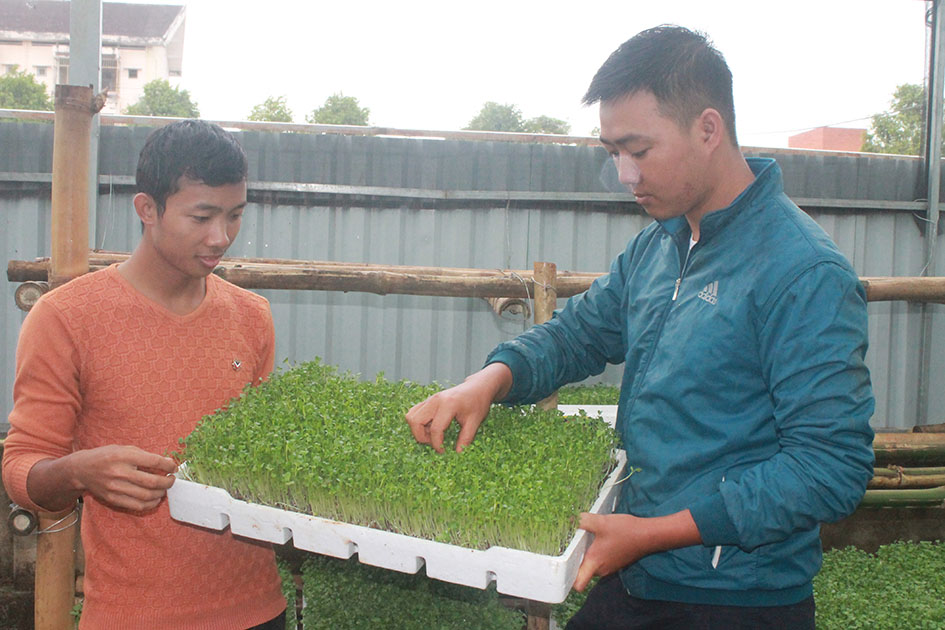 Ngoài trồng rau ăn lá, nhóm còn trồng rau mầm trong nhà lưới.