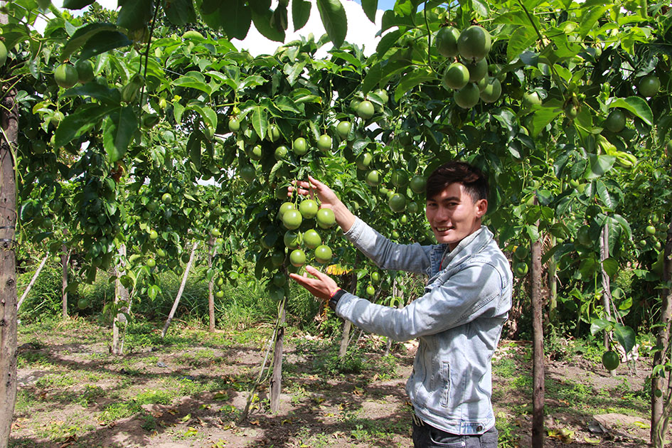 Anh Nguyễn Văn Sơn khởi nghiệp với mô hình chanh dây.