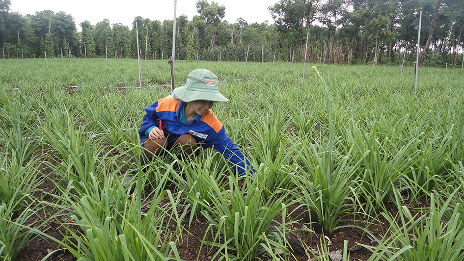 Mô hình trồng hoa huệ của gia đình chị Nguyễn Thị Hường (thôn 15, xã Tân Hòa).