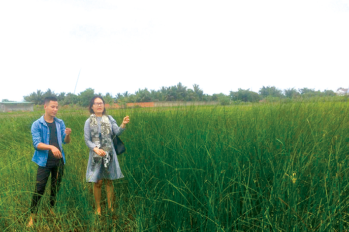 Tiến sỹ Buôn Krông Tuyết Nhung bên ruộng cói của anh Nguyễn Duy ở xã Ea Nuôl, huyện Buôn Đôn.