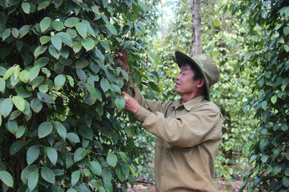 Ông Lê Đình Sạ (thôn Tân Hiệp) đang chăm sóc vườn tiêu.