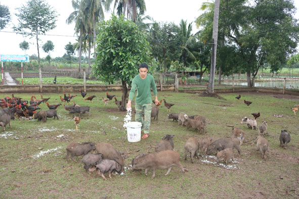 Đàn heo đen, heo lai rừng của Tiểu đoàn 303.