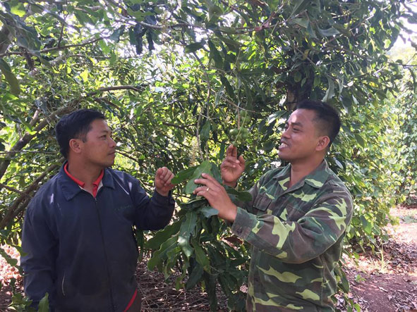 Anh Lương Thế Hiệp (phải) giới thiệu vườn cây mắc ca với khách tham quan.