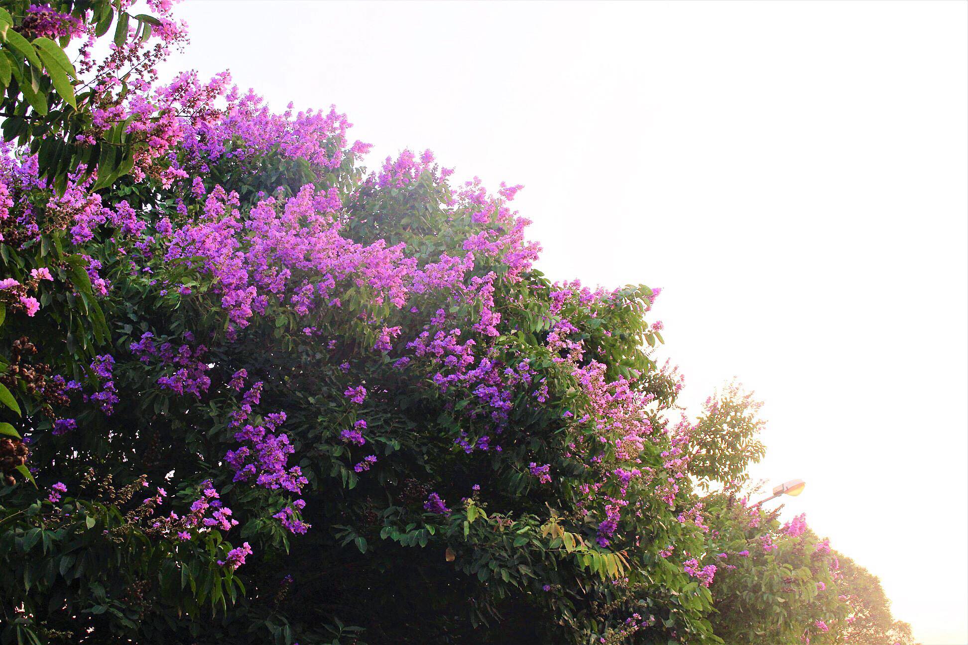 Hoa bằng lăng nở bung rực rỡ trong nắng vàng