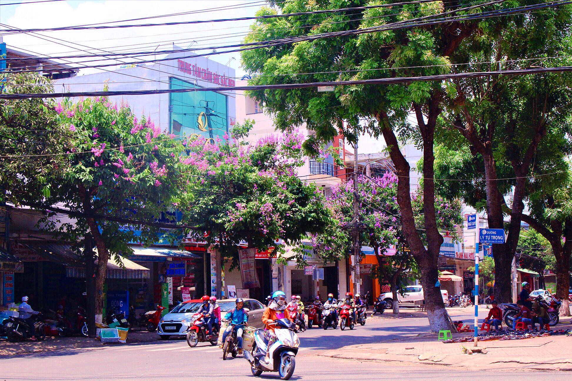 Sắc tím của hoa tạo không gian dịu mát hơn trong những ngày hè oi bức