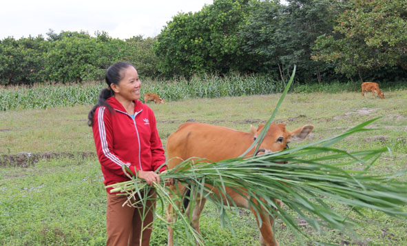 Mô hình hỗ trợ bò cho hộ nghèo phát triển kinh tế ở huyện Cư Kuin.  