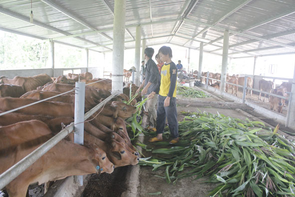 Nuôi bò nhốt tập trung đang là hướng đi phát triển kinh tế ở xã Ea Kiết (huyện Cư M’gar).