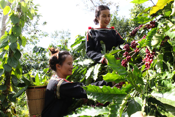 Vườn cà phê chất lượng cao của Hợp tác xã Dịch vụ, Nông nghiệp Công bằng Ea Kmat Hòa Đông (huyện Krông Pắc).