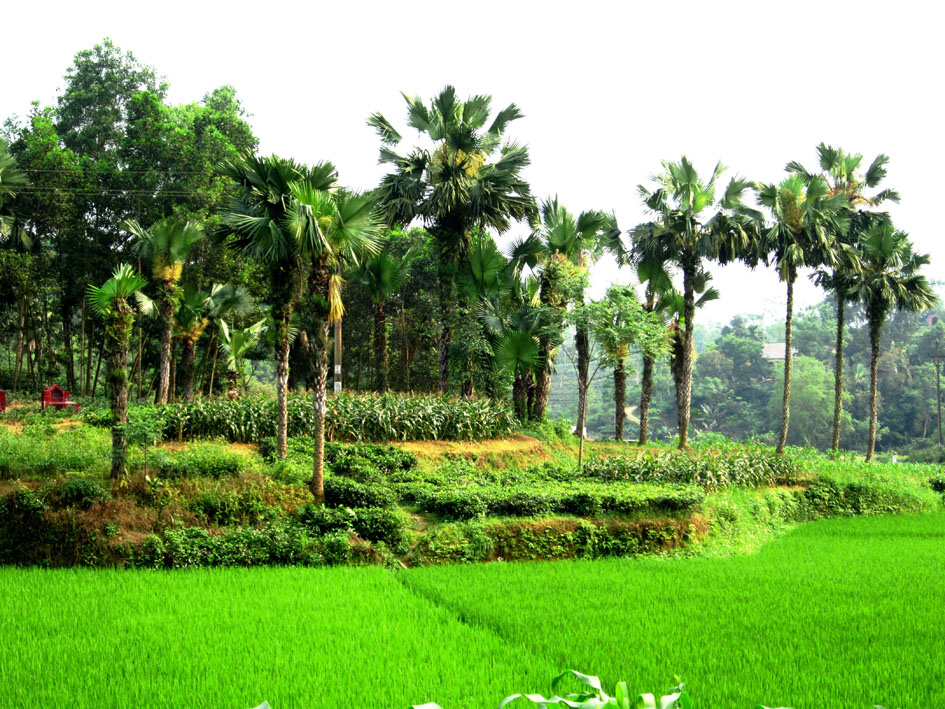 Cảnh sắc vùng quê trung du Gia Điền - nơi ra đời bài thơ “Bầm ơi” của nhà thơ Tố Hữu.