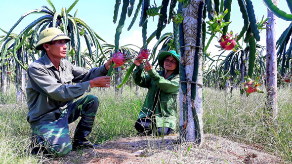 Cựu chiến binh Vũ Văn Khanh (thôn 5B, xã Ea Ô, huyện Ea Kar) chăm sóc vườn thanh long ruột đỏ.
