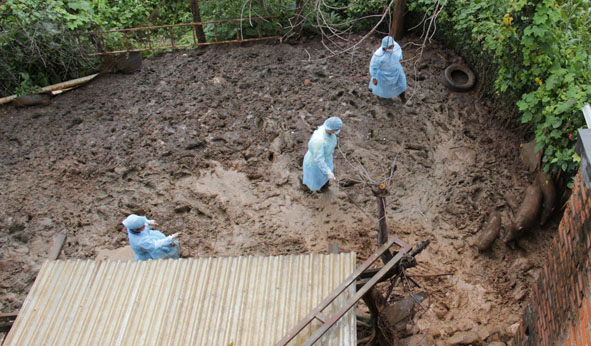 Lực lượng chức năng vây bắt đàn heo rừng lai bị nhiễm bệnh dịch tả heo châu Phi của hộ ông Nguyễn Ngọc Toản (phường Tự An, TP. Buôn Ma Thuột) mang đi tiêu hủy.