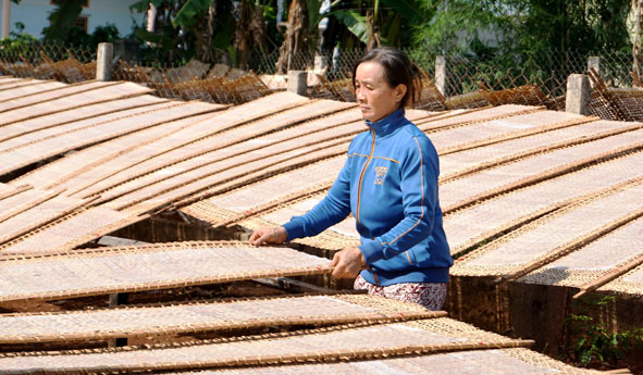 Bà Nguyễn Thị Ánh Tuyết phơi mẻ bánh tráng mới ra lò. 