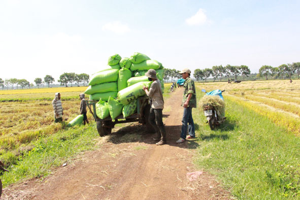 Nông dân xã Ea Kly (huyện Krông Pắc) vận chuyển lúa sau thu hoạch.