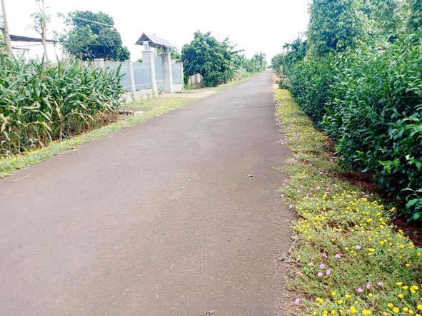 Hai bên đường từ xã đến các thôn, buôn ở Hòa Xuân đều được phủ kín các loại hoa.