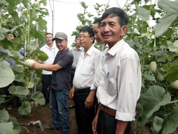 Cán bộ khuyến nông và người dân tham quan mô hình dưa lưới của anh Rin.