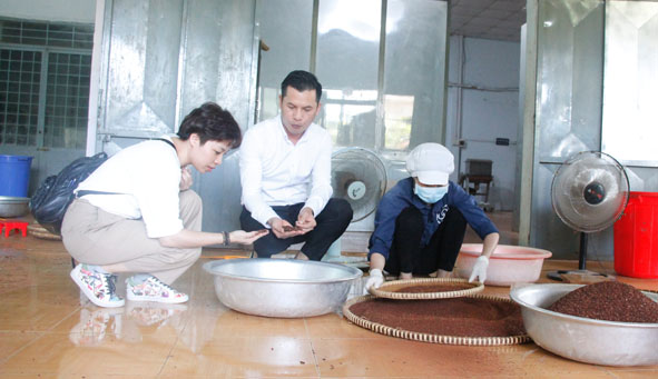 Công đoạn chế biến hạt ca cao ở Công ty TNHH Ca cao Nam Trường Sơn.