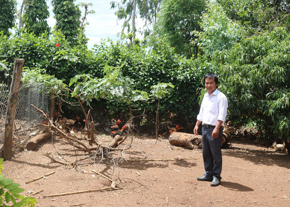 Anh Giang Văn Cường (thôn 16, Krông Búk) kết hợp nuôi nhốt với thả vườn để gà khỏe mạnh, có sức đề kháng.
